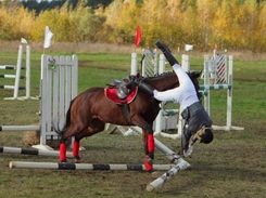 Horse Related Accident Compensation Liability UK