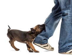 Dog Bite Injury Compensation Claims Require Expert Personal Injury Solicitors UK