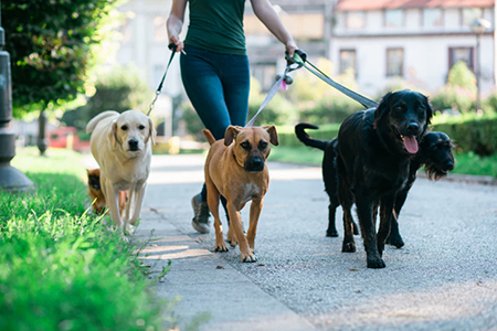 dog bite claim no win no fee