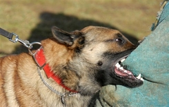 no win no fee dog bite claims