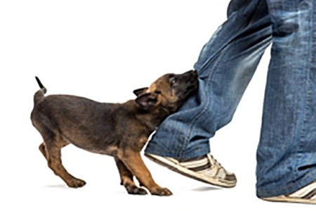 dog attack claim no win no fee