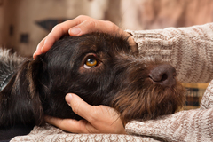 Dog Bite Compensation Claims UK